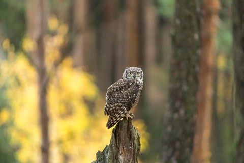One spotted eagle-owl (Bubo africanus) perched on tree stump in a forest. Trees and leaves in the