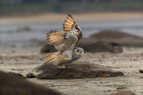 One Siberian Eagle Owl (Bubo bubo sibiricus) landing on a rock at a dry lakeshore on an autumnal