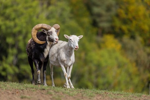One male snow sheep (Ovis nivicola), or Siberian bighorn sheep checks the readiness of a goat to