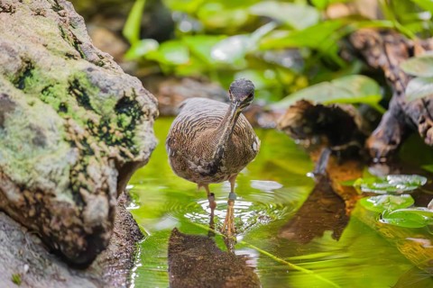 A sunbittern (Eurypyga helias) walks through a shallow creek in a forest searching for food