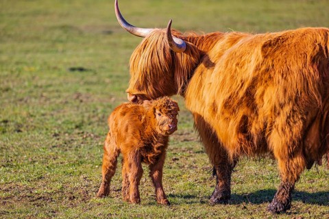 One Highland cow (Bos (primigenius) taurus) stands on a meadow and licks her calf clean