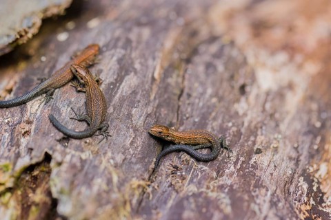 Baby viviparous lizards, or common lizard, (Zootoca vivipara, formerly Lacerta vivipara) sit on