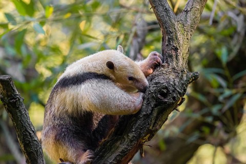 One southern tamandua (Tamandua tetradactyla), climbs up a tree in a forest
