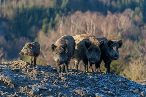 Four wild boar or wild pig (Sus scrofa) standing on a small hill on an opening. First sweet morning