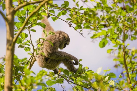 A White-handed gibbon, Hylobates lar, climbs in a tree