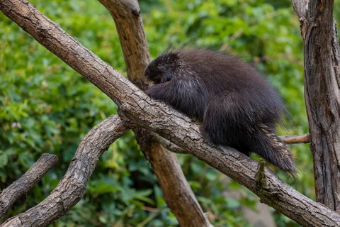 One North American porcupine (Erethizon dorsatum), or Canadian porcupine resting on a branch. A
