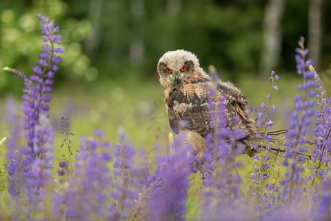 One young Eurasian Eagle Owl, Bubo bubo, sitting on a twig between lupines growing on a meadow