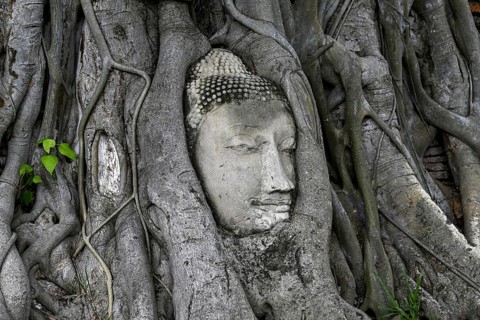 Sandstone Buddha head at the foot of a Bodhi tree in Wat Mahathat, Temple of the Great and Holy