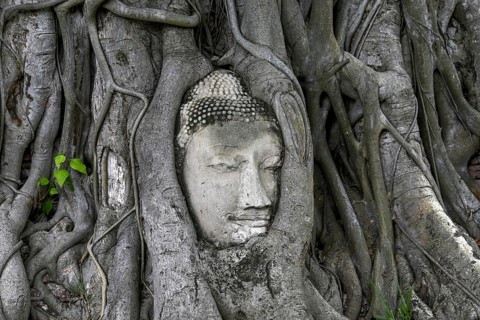 Sandstone Buddha head at the foot of a Bodhi tree in Wat Mahathat, Temple of the Great and Holy