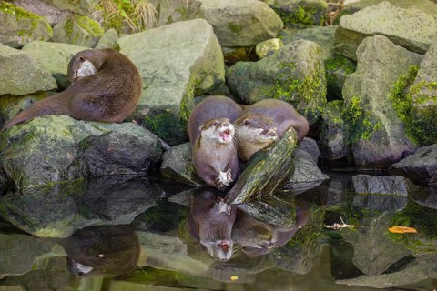 Three oriental small-clawed otter or Asian small-clawed otter (Aonyx cinerea) are standing on a