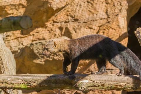 A Tayra (Eira barbara) runs on branches of a fallen tree