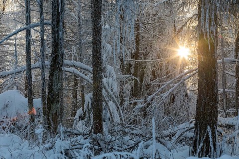 The last evening sun falls through the winter forest enchanted with hoarfrost and snow on the