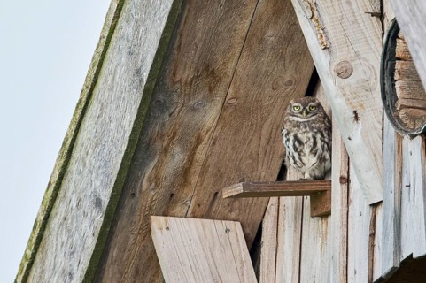 Little owl in breeding tube (Athene noctua) North Rhine-Westphalia, Germany, Europe