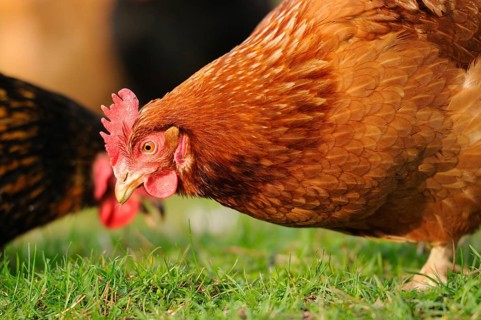 Brown hen bending down in a meadow, naturally lit, domestic fowl (Gallus gallus domesticus),