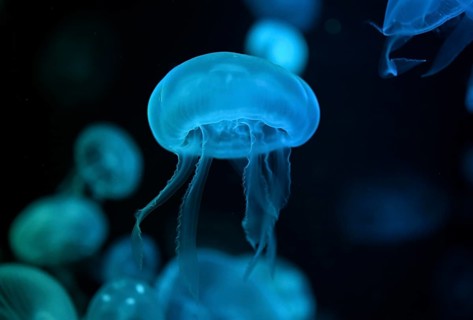 Moon jellyfish (Aurelia aurita) in a tank of the Bang Saen Aquarium, Chonburi Province, Thailand,