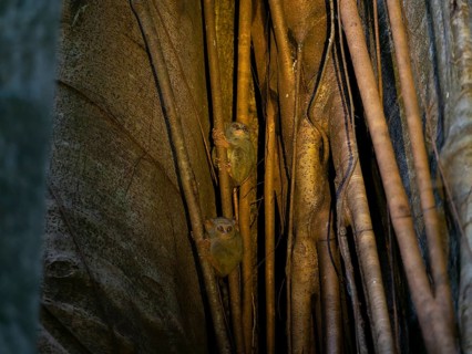 Tarsier (Tarsiidae) small animal with large eyes on a tree in the jungle, Tangoko National Park,