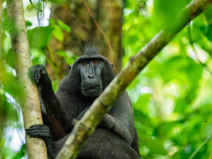 Black crested macaque (Macaca nigra), Tangoko National Park, Sulawesi, Indonesia, Asia