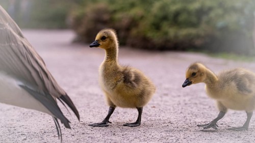 Canada goose chicks (Branta canadensis) two running over a gravel path, following the adult parent