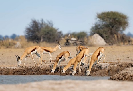 Herd of springboks (Antidorcas marsupialis) drinking at a waterhole, Nxai Pan National Park,
