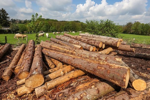 Solingen, North Rhine-Westphalia, Germany - Fresh wood in the timber store of a sawmill, the spruce