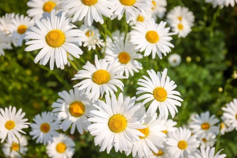 Recklinghausen, North Rhine-Westphalia, Germany - Daisies blooming in a summer meadow