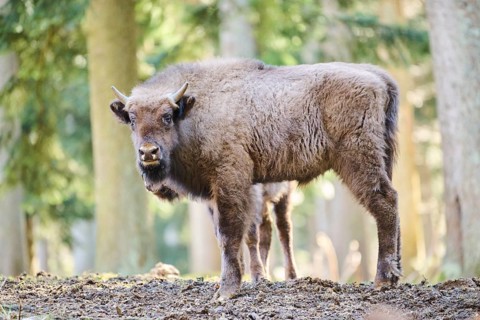 European bison (Bison bonasus) youngster in a forest in spring, Bavarian Forest, Germany, Europe