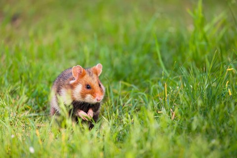 A European hamster (Cricetus cricetus), Eurasian hamster, black-bellied hamster or common hamster,