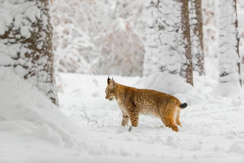 One young male Eurasian lynx, (Lynx lynx), walking through deep snow covered undergrowth in a