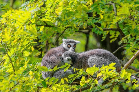 Two ring-tailed lemurs (Lemur catta) sit high up in a tree on a branch between fresh green leaves
