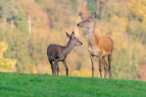 An adult red deer hind (Cervus elaphus) and a calf are standing in a meadow in the beautiful