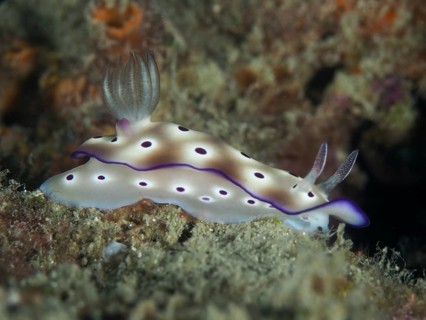 White nudibranch with purple-coloured edge and spots, magnificent star snail (Hypselodoris tryoni),
