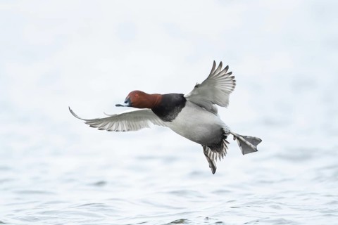 Common pochard duck (Aythya ferina) adult male bird flying low over water of a lake, England,