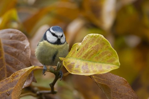 Blue tit (Cyanistes Caeruleus) adult bird on a garden Magnolia tree with autumn colour leaves,
