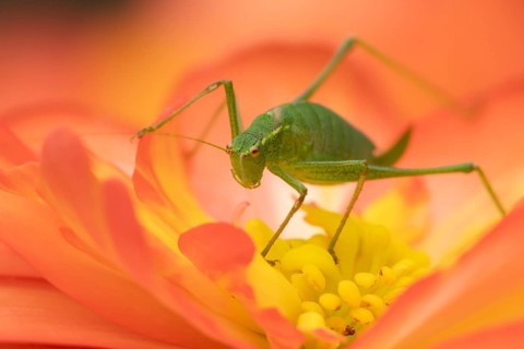 Speckled bush cricket (Leptophyes punctatissima) adult insect on a garden Begonia flower in the