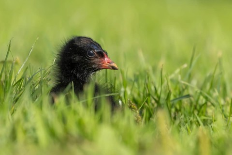 Common moorhen or Waterhen (Gallinula chloropus) juvenile baby chick bird amongst grass, England,