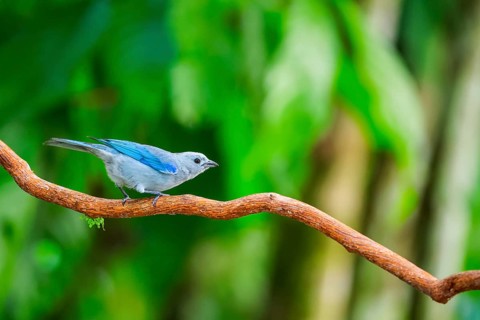 Episcopal Tanager (Thraupis episcopus), Tangare (Thraupidae), Alajuela, Costa Rica, Central America