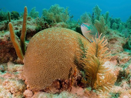 A lively underwater scene with a prominent brain coral (Diploria labyrinthiformis) and a green