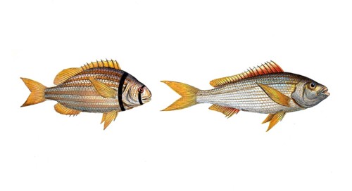 Fish, fishes, left: Family of sea bream, Sparus vittatus, striped bream, the striped Gilt-head.