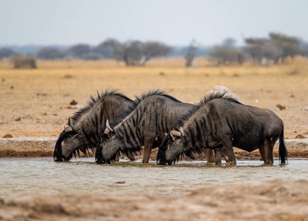 Blue wildebeest (Connochaetes taurinus), three wildebeest drinking at a waterhole, Nxai Pan