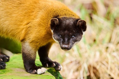 Yellow-throated marten (Martes flavigula), portrait, Germany, Europe
