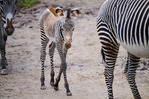Grévy's zebra (Equus grevyi), youngster, Germany, Europe