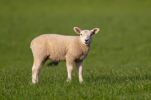 Domestic sheep (Ovis aries) juvenile baby lamb farm animal in a grass field in springtime, England,