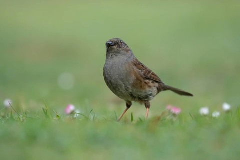 Dunnock or Hedge sparrow (Prunella modularis) adult bird on a garden grass lawn, England, United