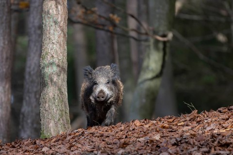 Wild boar (Sus scrofa), overrunner, Daun, Germany, Europe