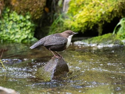 Common Dipper (Cinclus cinclus), adult bird perched on a stone in a hill stream, Hesse, Germany,