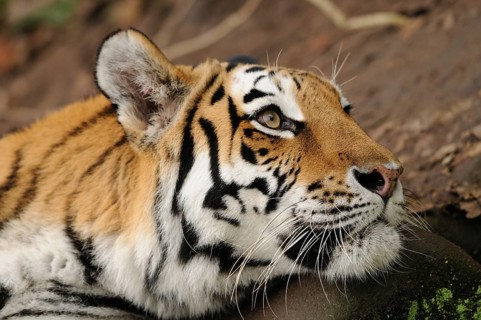 A tiger lying relaxed with its head on the ground, surrounded by nature, Siberian tiger (Panthera