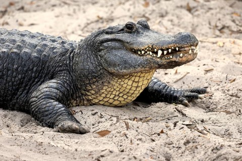Mississippi Alligator (Alligator mississippiensis), pike alligator, adult, friendly, portrait,