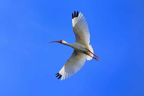 Snowy Ibis, (Eudocimus albus), adult, flying, St. Augustine, Florida, USA, North America