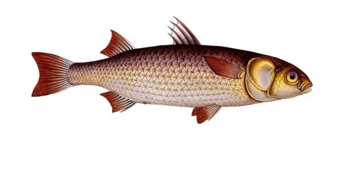 Fish, Fish, European grayling, Thymallus thymallus, European greylin, Historical, digitally