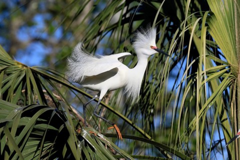 Great Egret (Egretta thula), adult, in breeding plumage, during breeding season, courtship display,